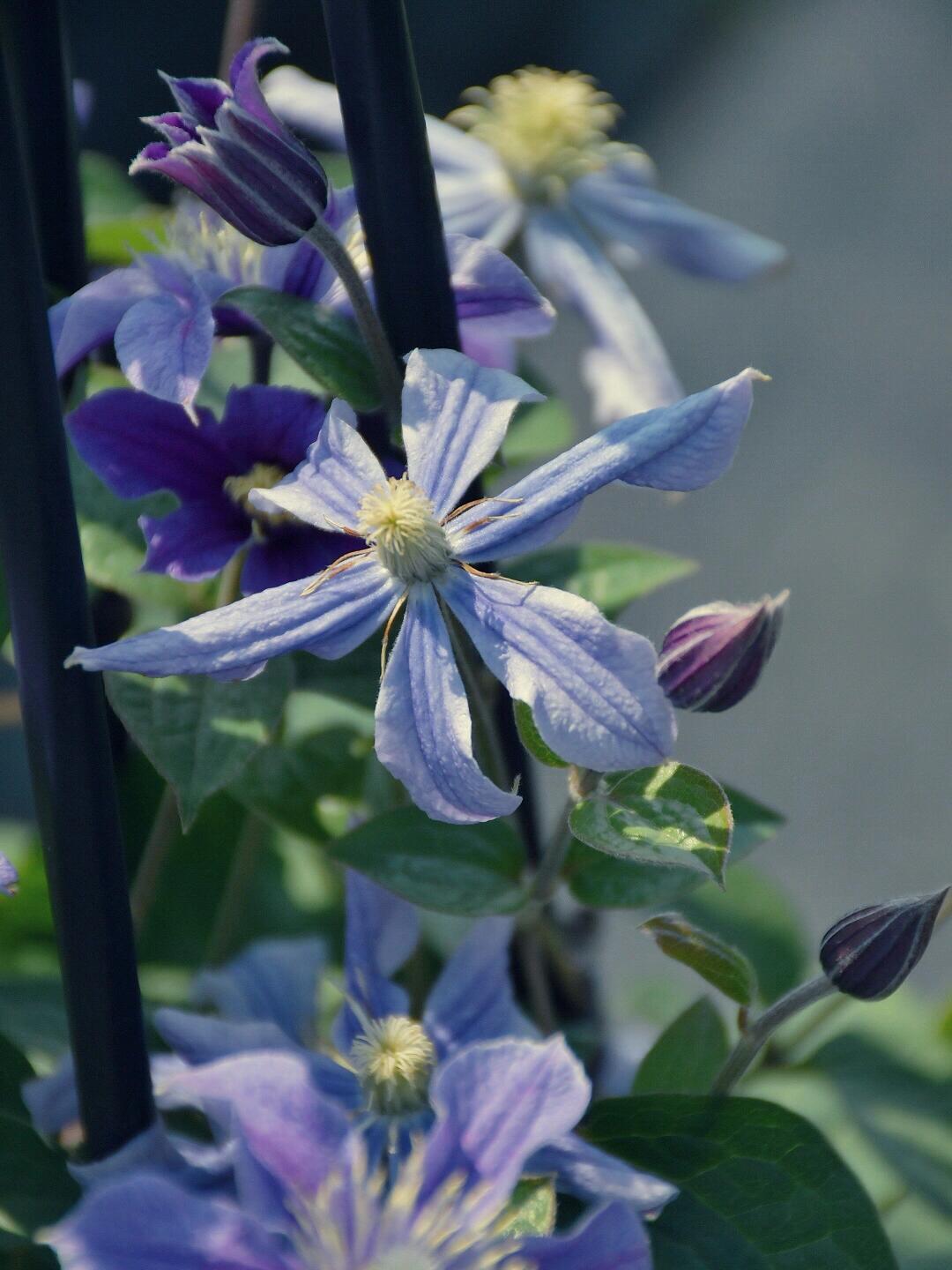 Clematis''Sizaia Ptitsa| Blue Bird| 幸福之鸟| Синяя Птица''