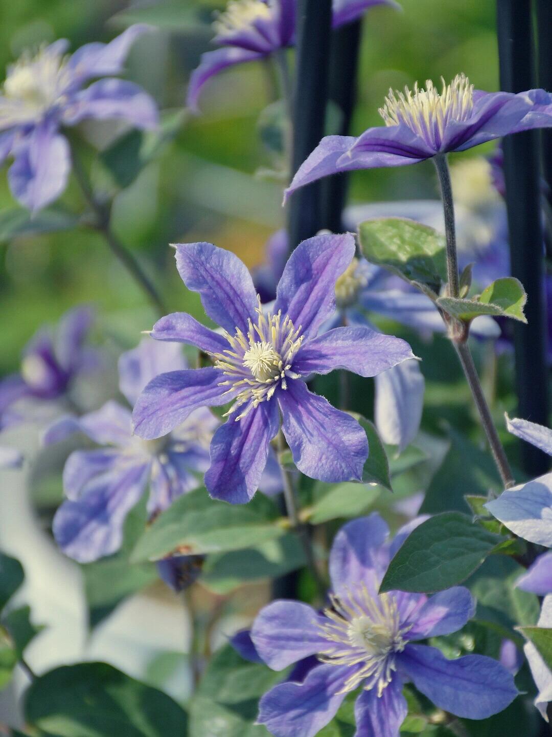 Clematis''Sizaia Ptitsa| Blue Bird| 幸福之鸟| Синяя Птица''