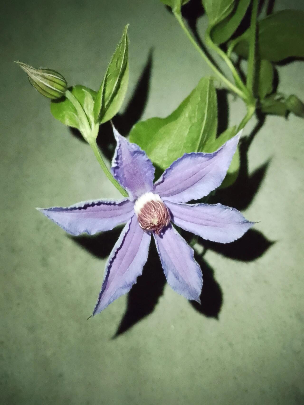 Clematis''Sizaia Ptitsa| Blue Bird| 幸福之鸟| Синяя Птица''