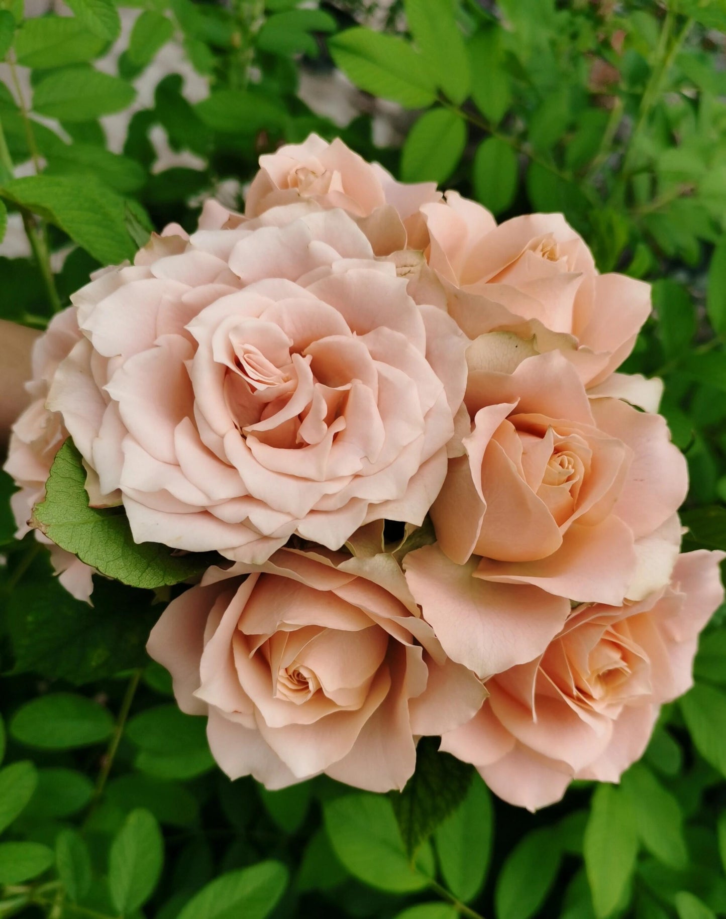 Rose ‘Kokoro no Kizan| こころのきざん ’ 心之牵绊