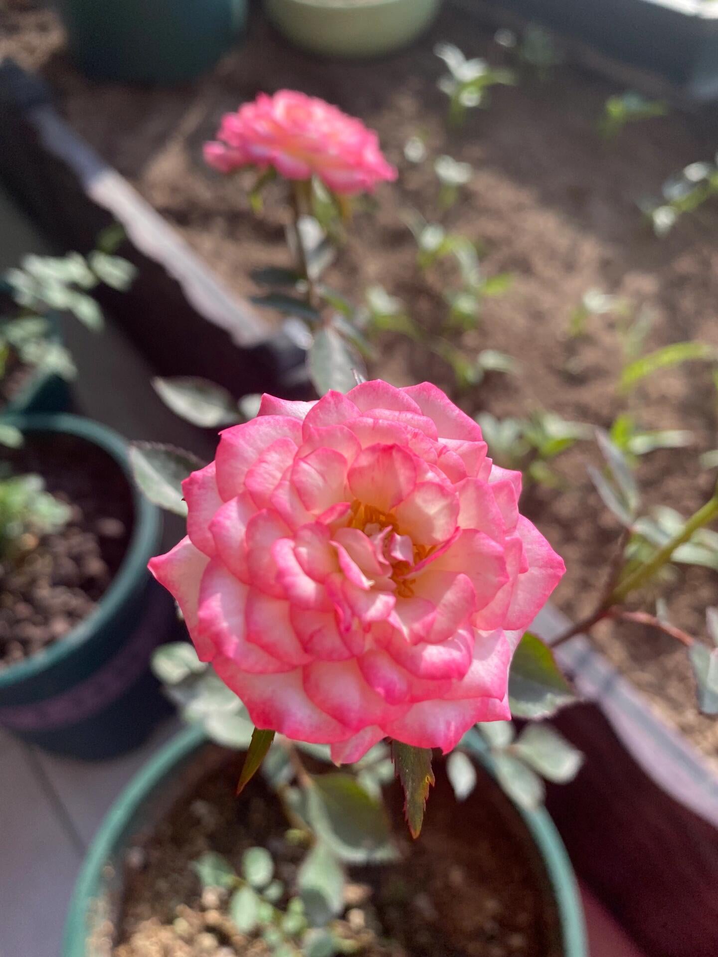 Rose 'Magic Carrousel / 魔幻旋转木马 ‘