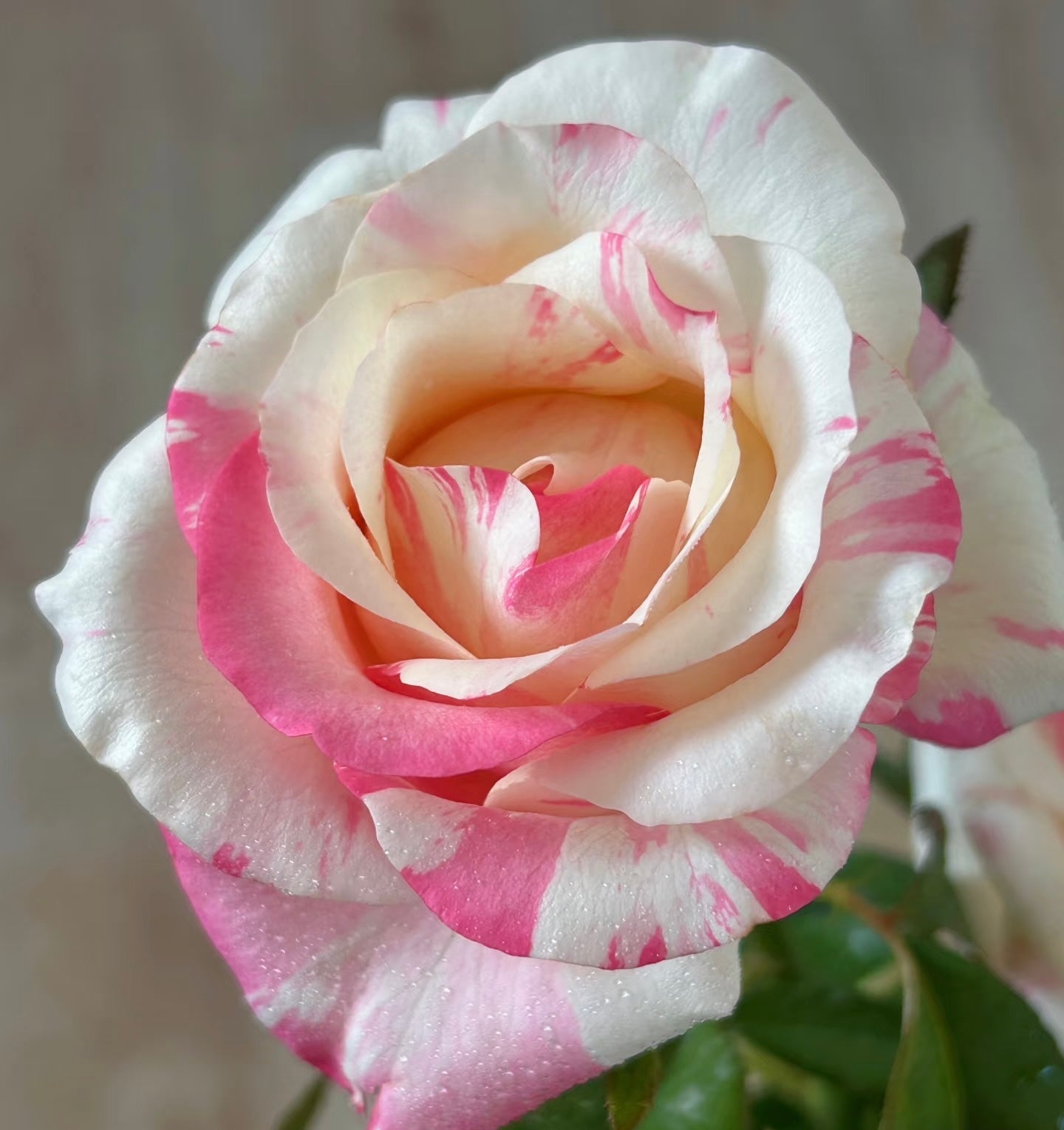Rose ‘Nishang’ 霓裳