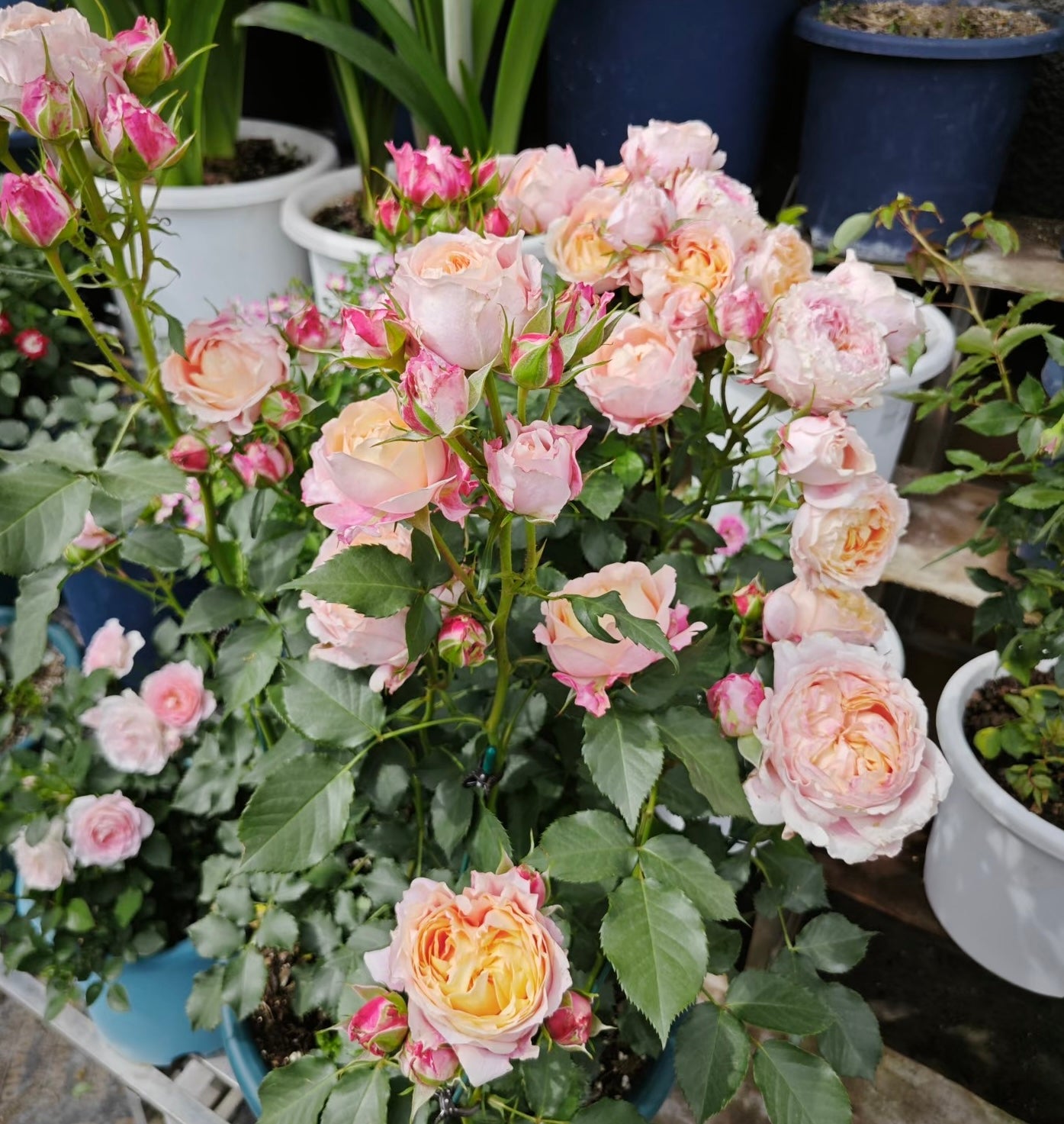 Rose ‘ Fire X-pression ’大花美人 |彩虹阳台