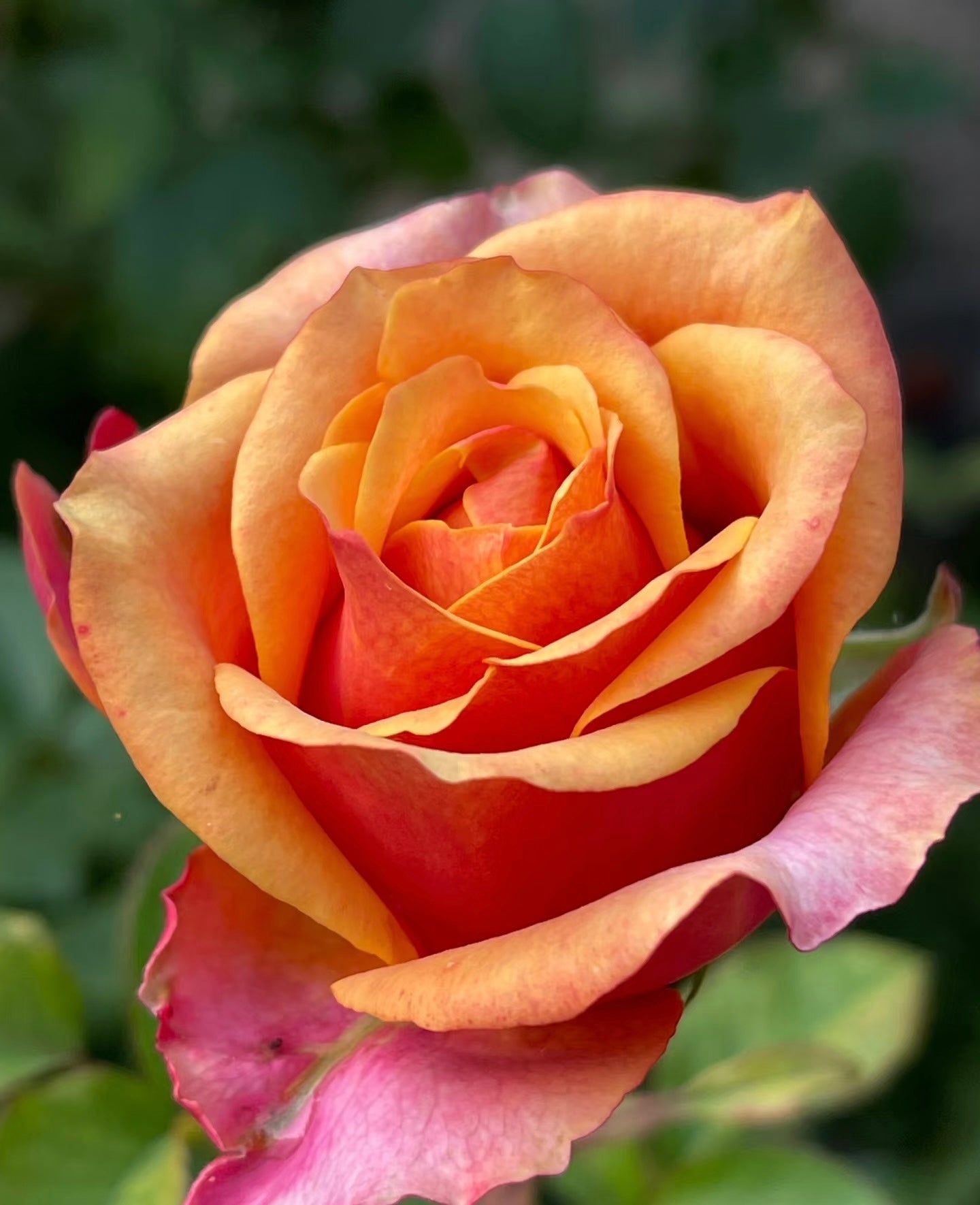 Rose ‘ Cherry Brandy | チエリ-プランデ- ’ 樱桃白兰地