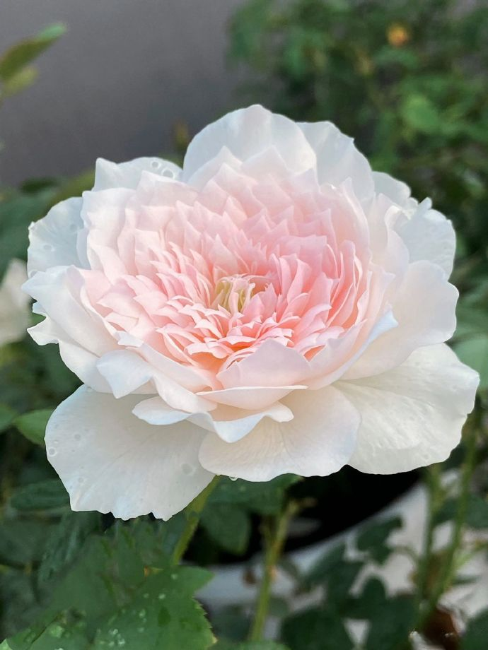 Rose 'Jia Shu' 家书 - New Varieties 2021