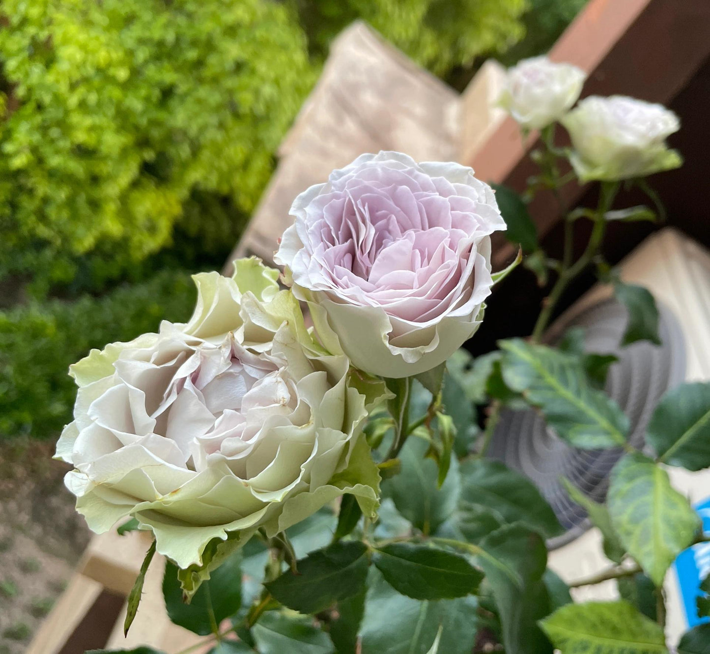 Rose ‘ Lapis Veil | ラピスベール | 青金石面纱