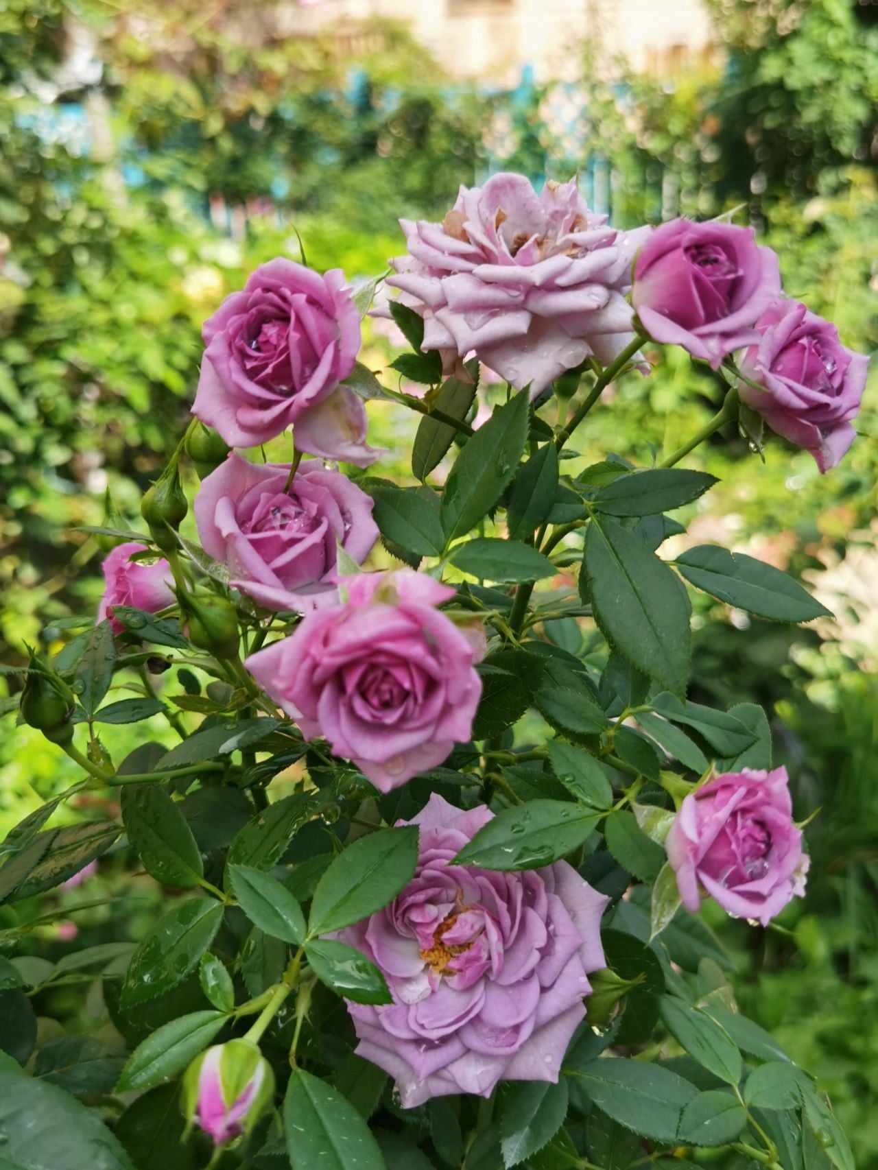 Rose 'Lavender Veranda' 薰衣草门廊