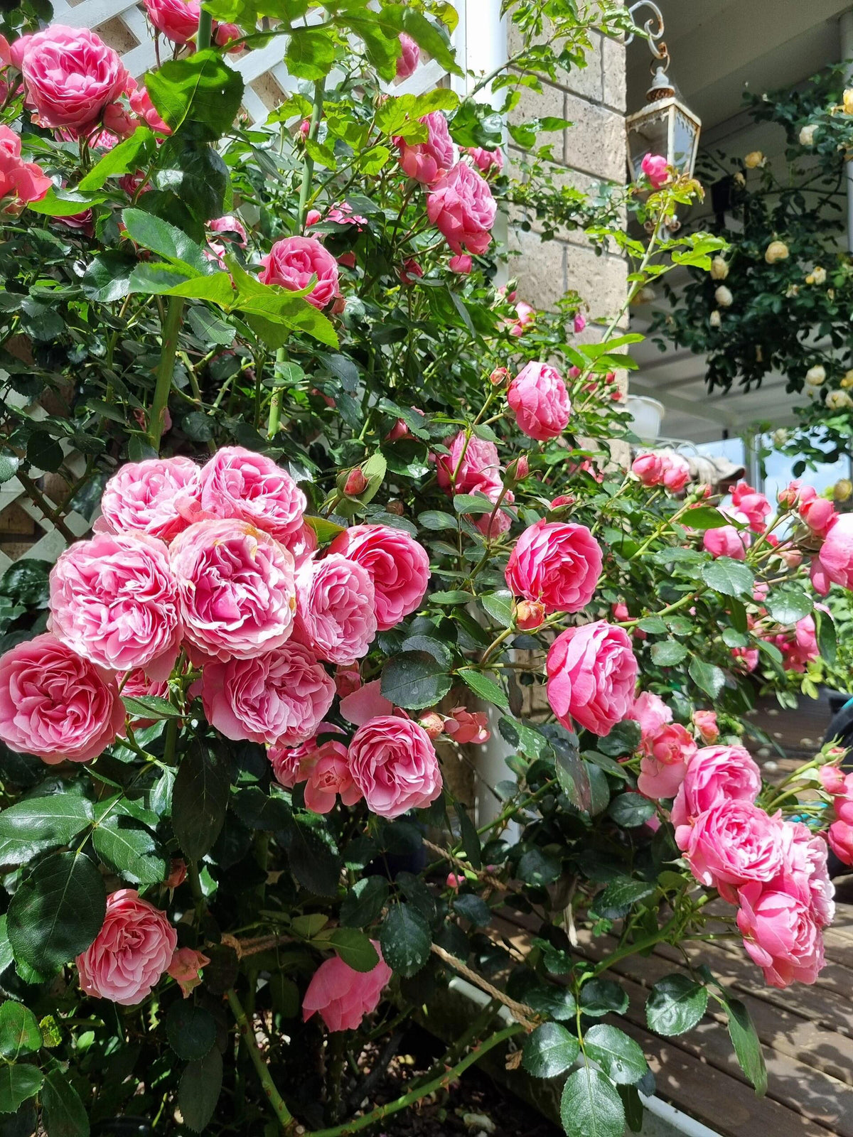 Climbing Rose 'Leonardo da Vinci' 粉色达芬奇