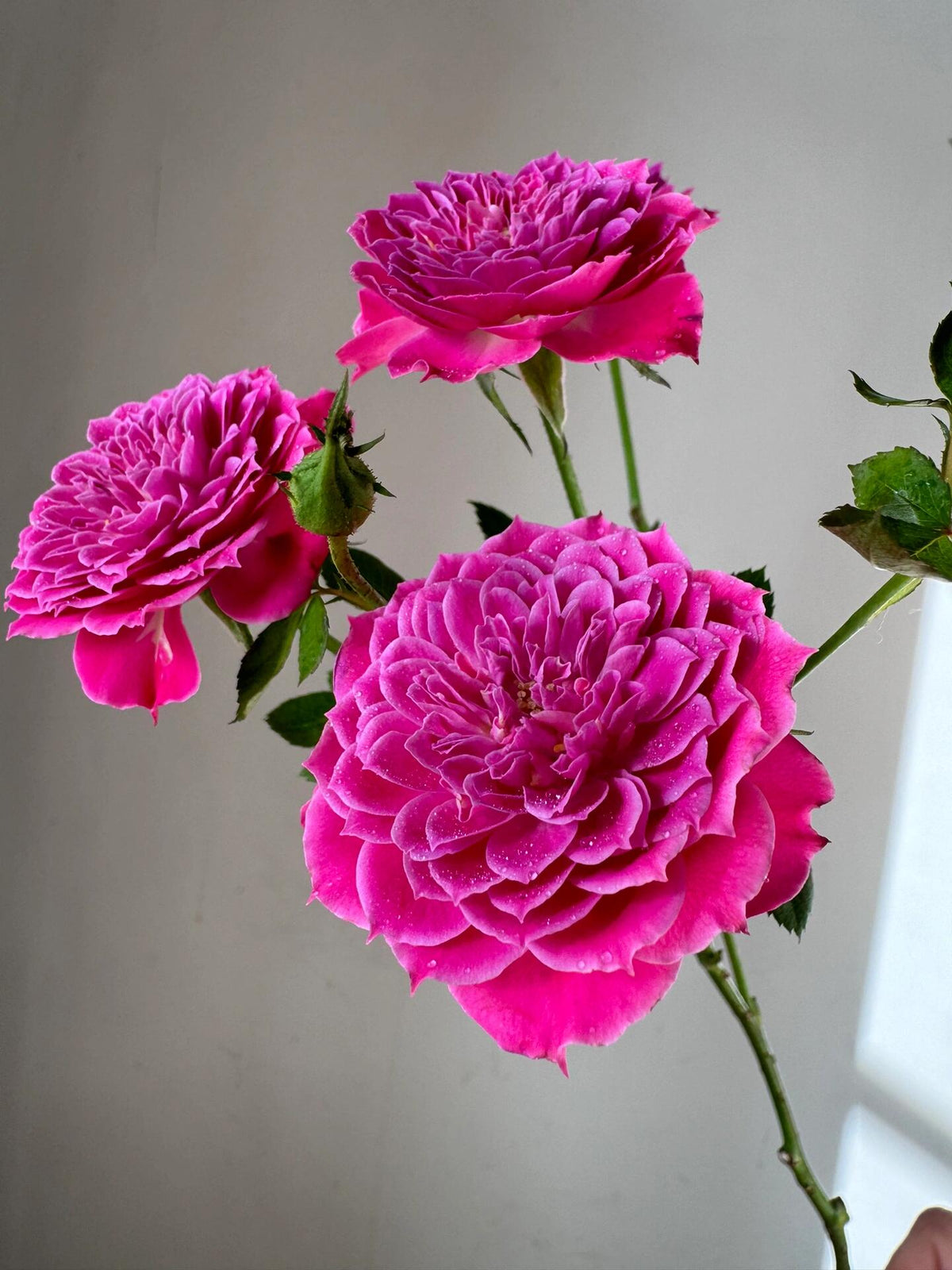 Rose 'Marriotta ' 马里奥塔