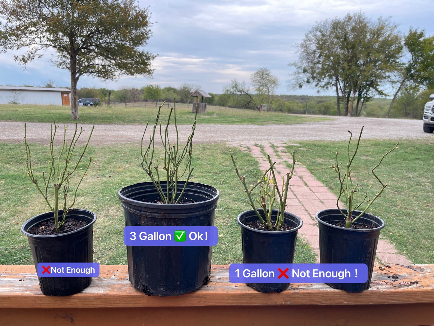 Rose ‘ Zhu Sha Wan | 朱砂碗 - New Variety 2022