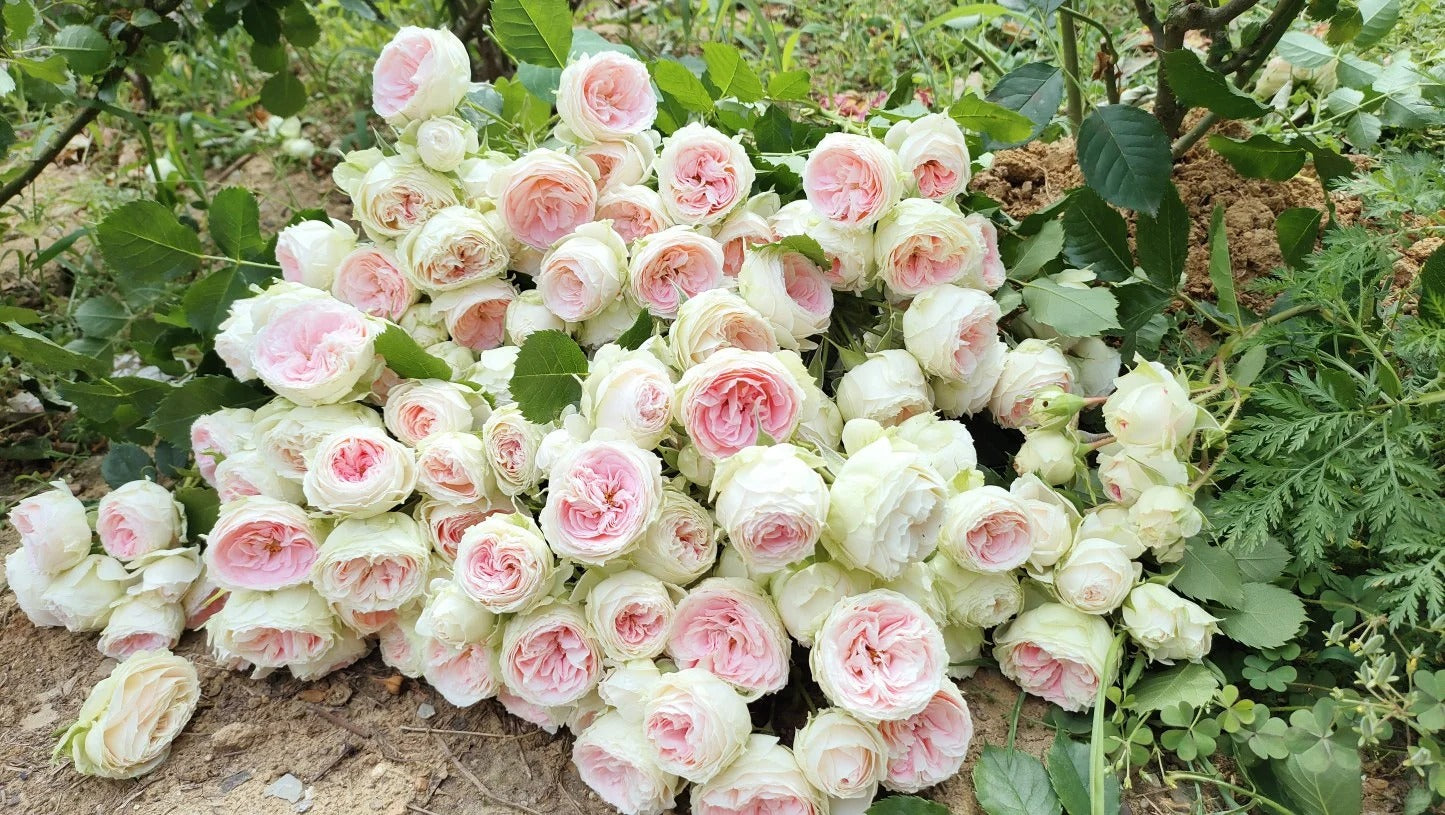 Rose ’Pompon Veranda’ 门廊绒球