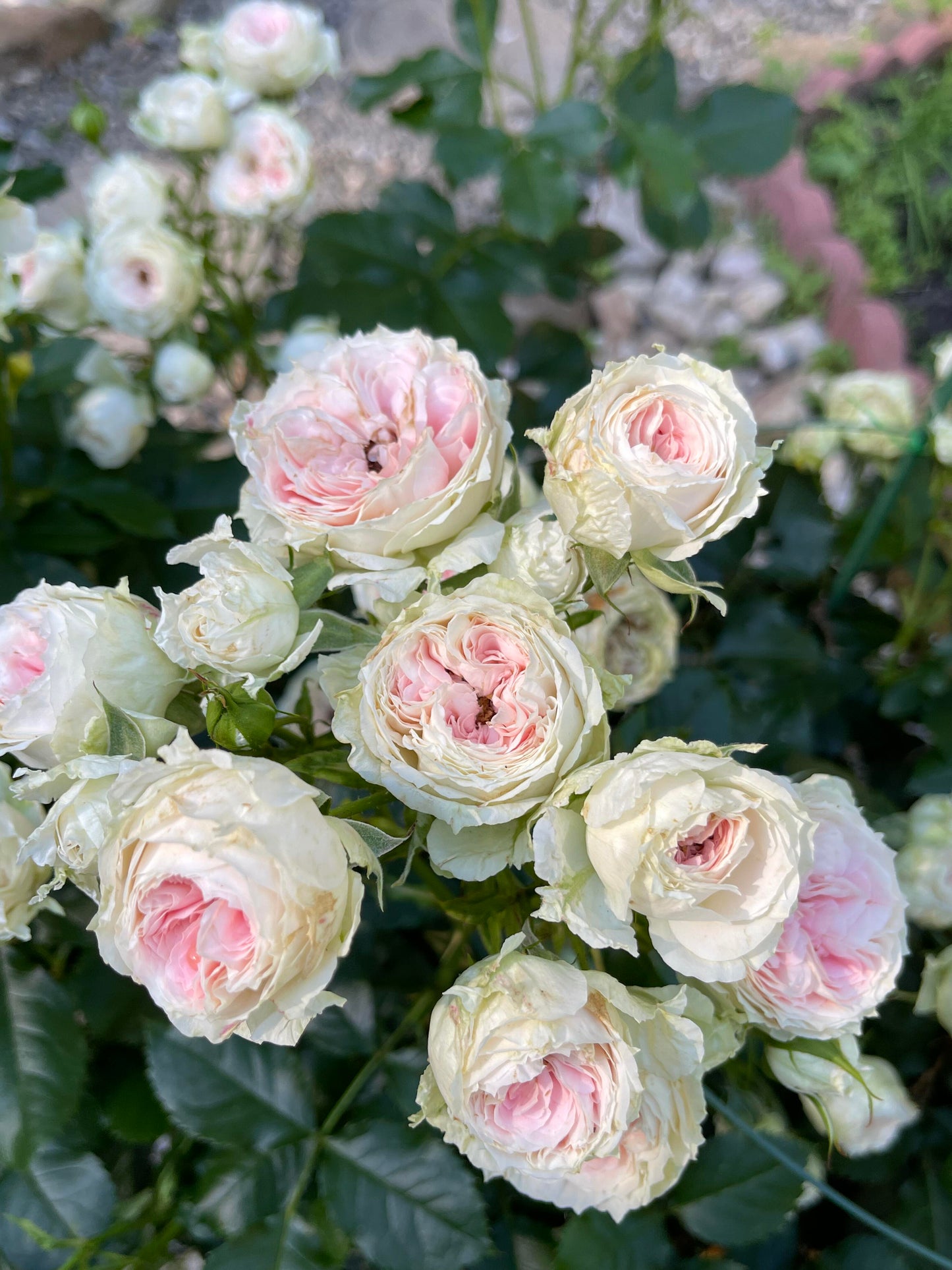Rose ‘Pompon Veranda / Pompon Flower Circus/ 门廊绒球 ’