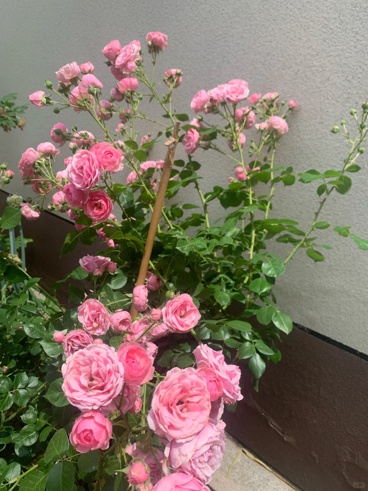 Climbing Rosa ‘Pomponella’ 艾拉绒球