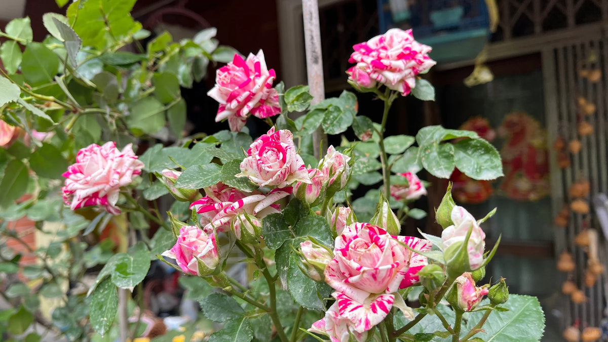 Rose 'Flash Dance' 闪电舞