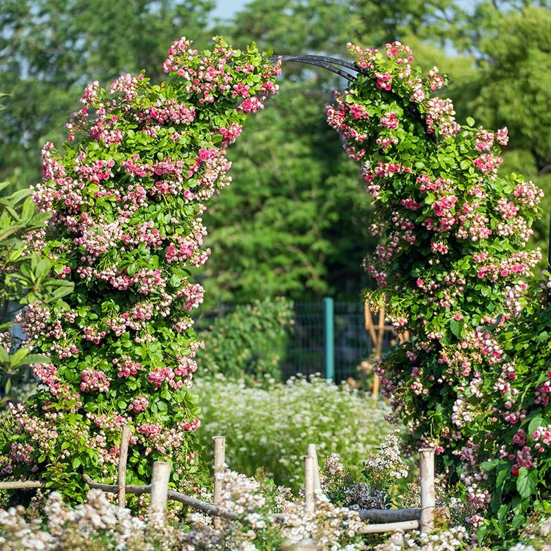 Climbing Rose 'Rouge' 胭脂扣 ' - Award-winning