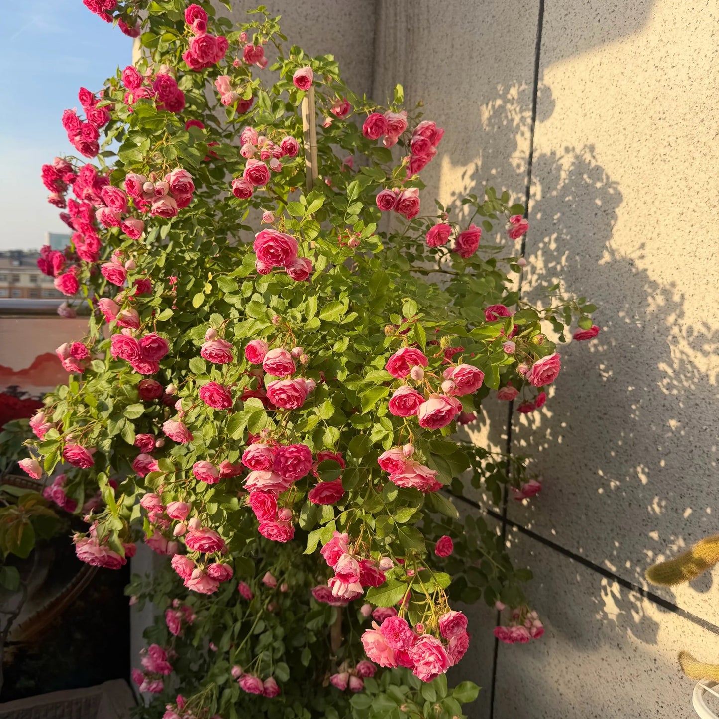 Climbing Rose ' Rouge |ルージュ | 胭脂扣 ' - Award-winning