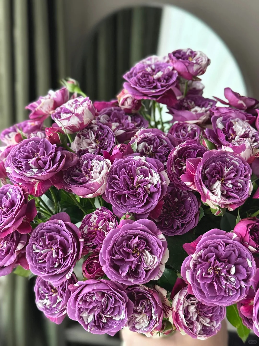 Rose ’ Scented Jewel ’ 芬芳宝石