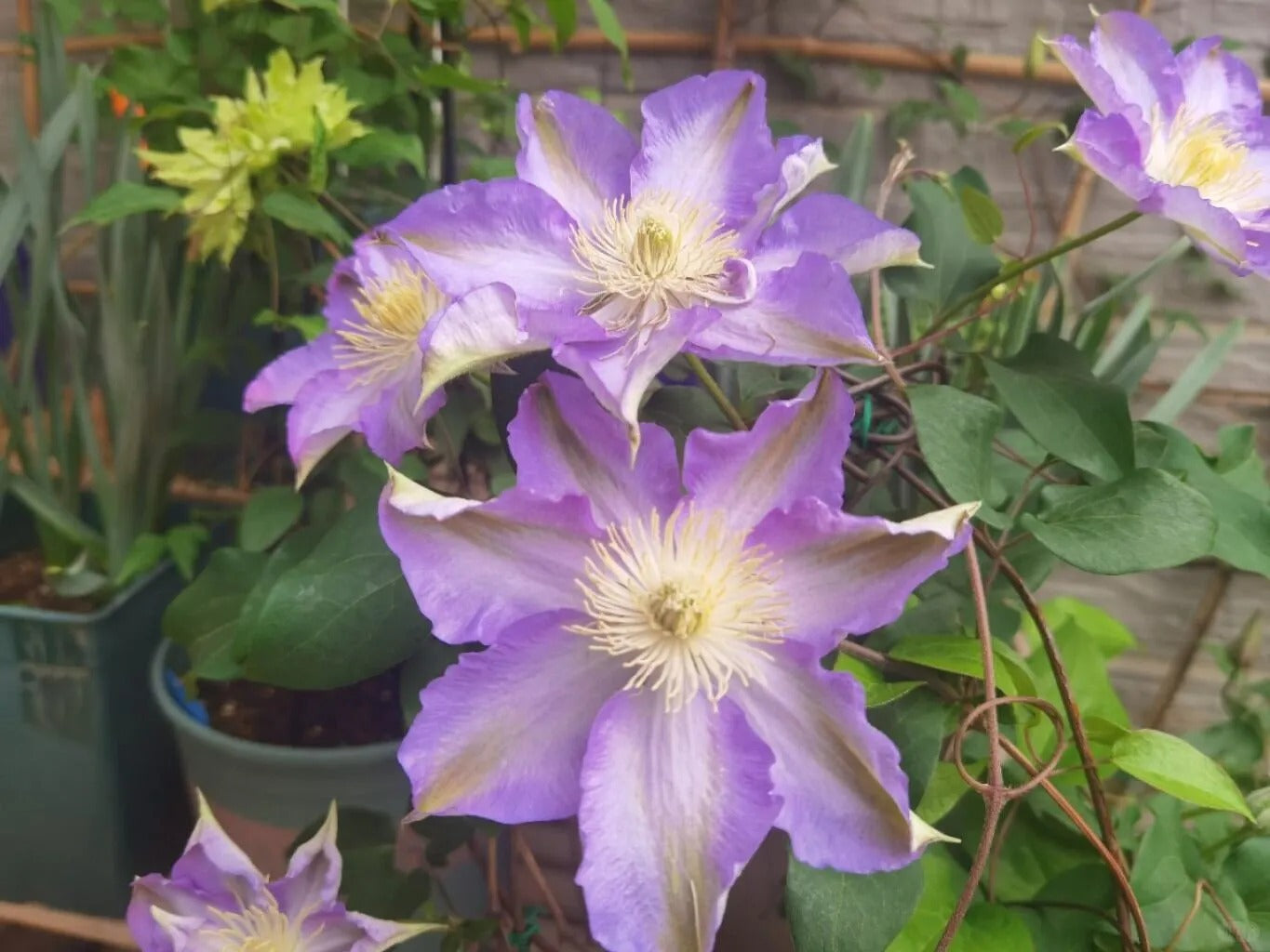 Clematis 'Sleery' 斯丽