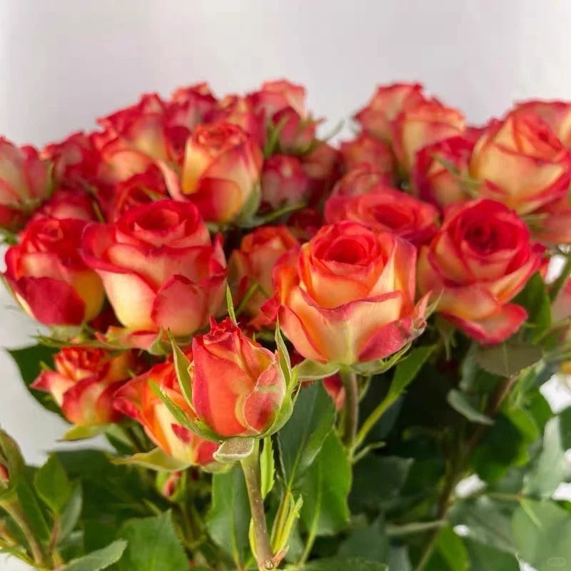 Rose 'Alice Bubble' 爱丽丝泡泡