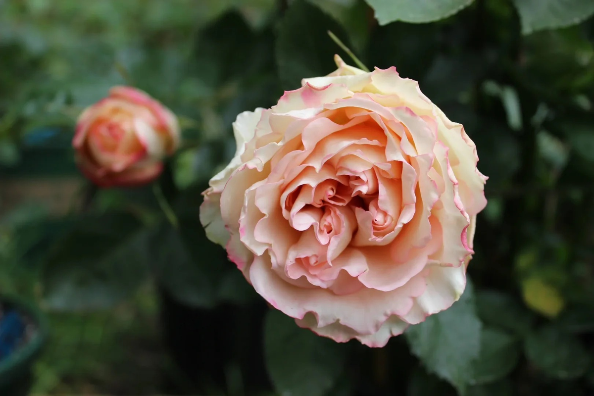 Yves Rose'Classic Perfume' 伊芙古典香水