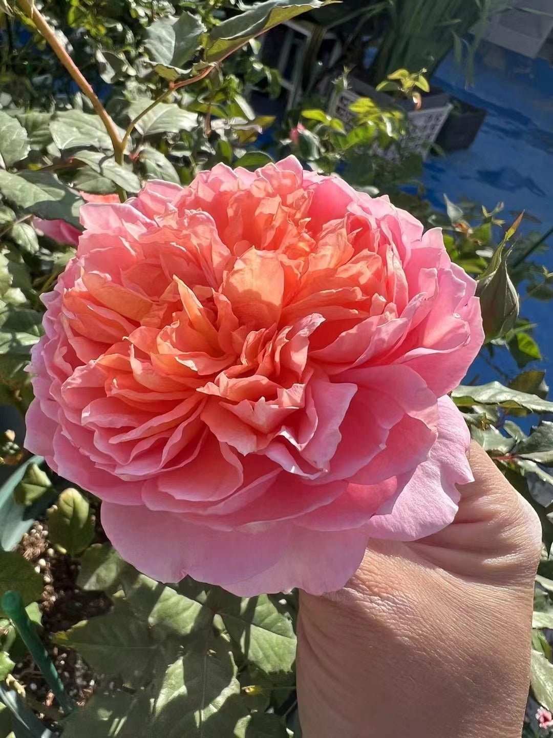 Rose 'Tao Ran’ 桃染