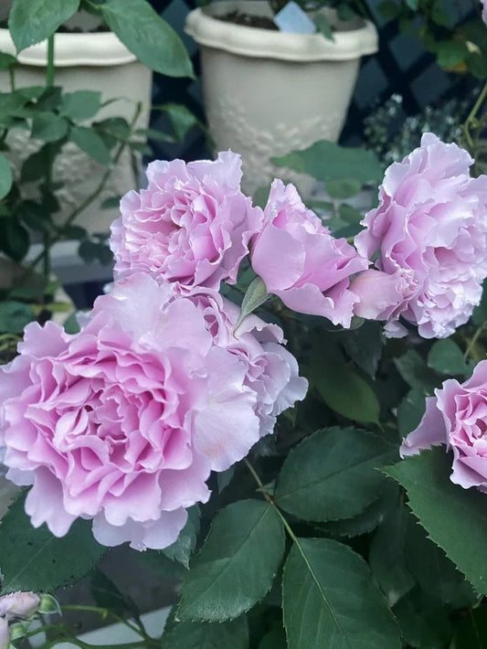 Rose ' Libellula | リベルラ | 蜻蜓 '