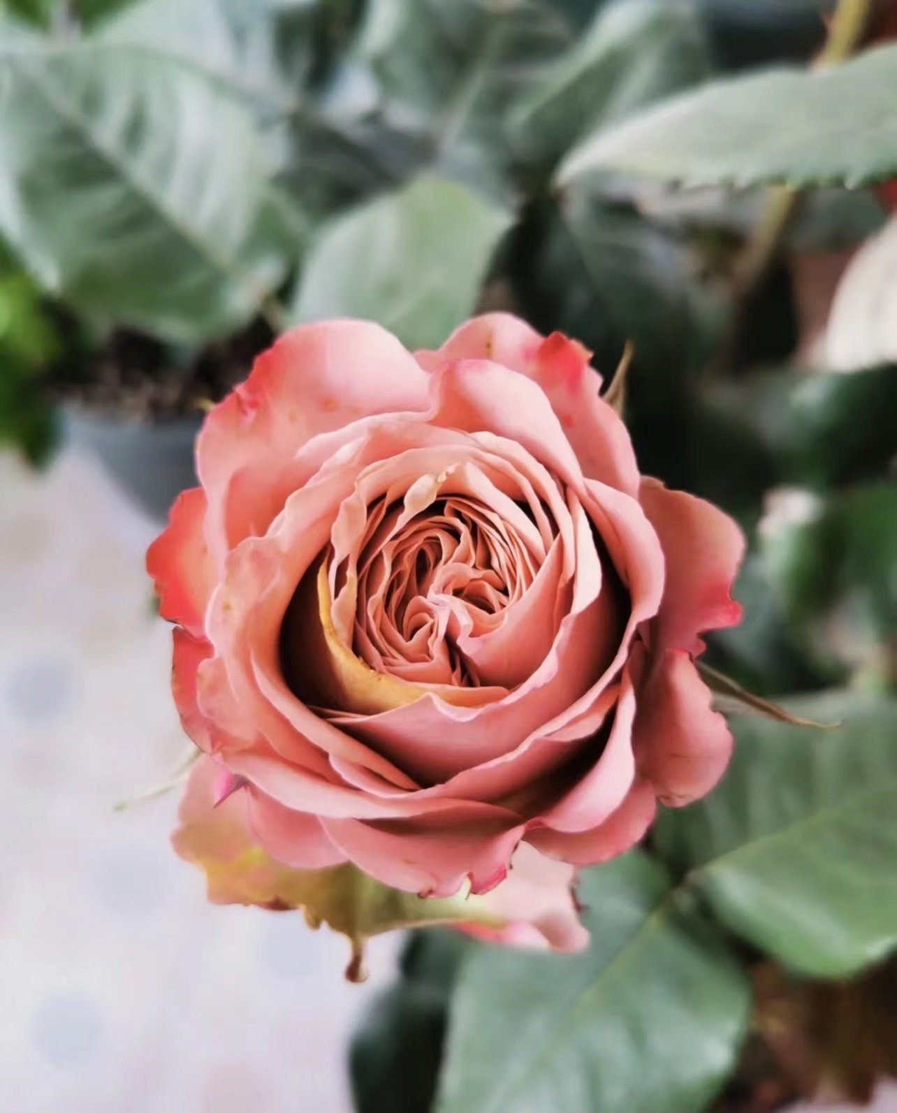 Rose ‘ Cappuccino | カプチーノコーヒー | 卡布奇诺 ’