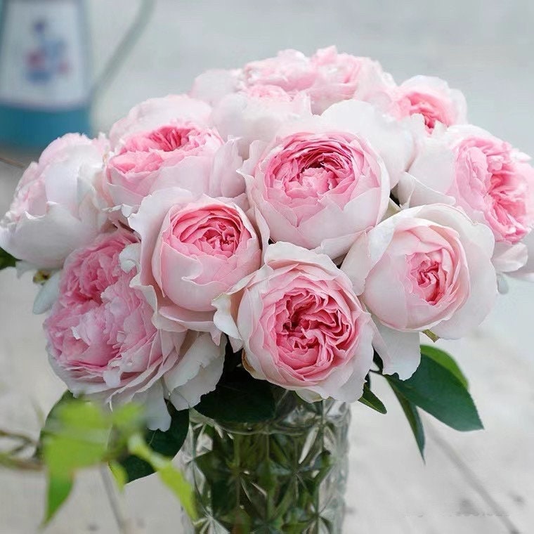 Yves Rose ‘ L'esprit de fille | レスプリドフィーユ | 乙女心 ’