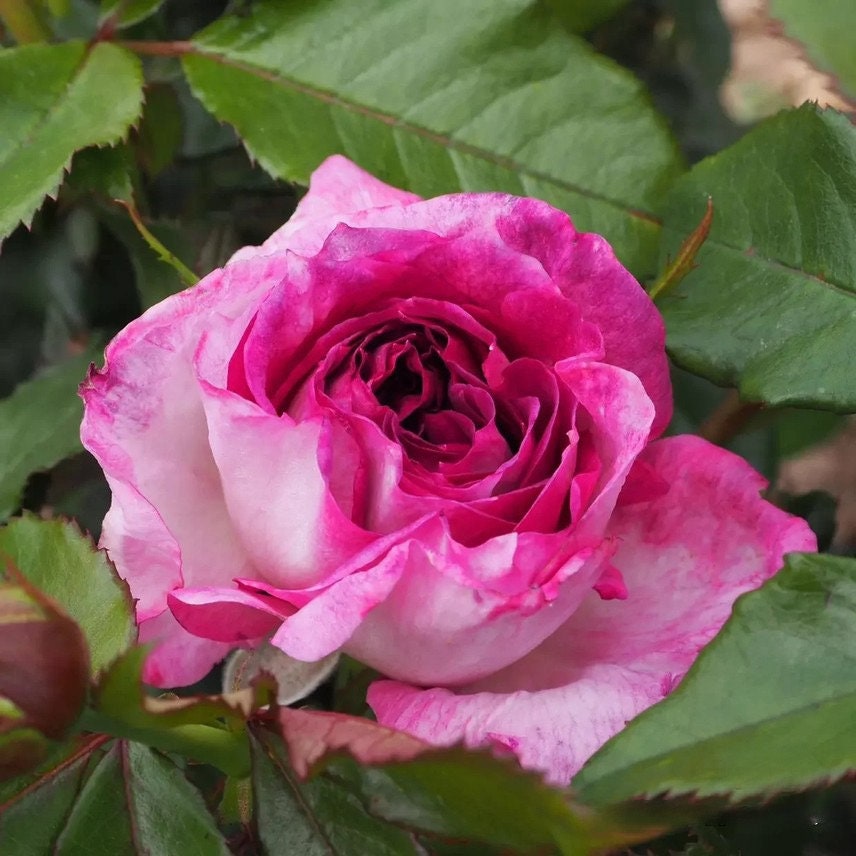 Rosa ’Thierry Marx | 蓝莓蛋糕 ‘ - Award-winning