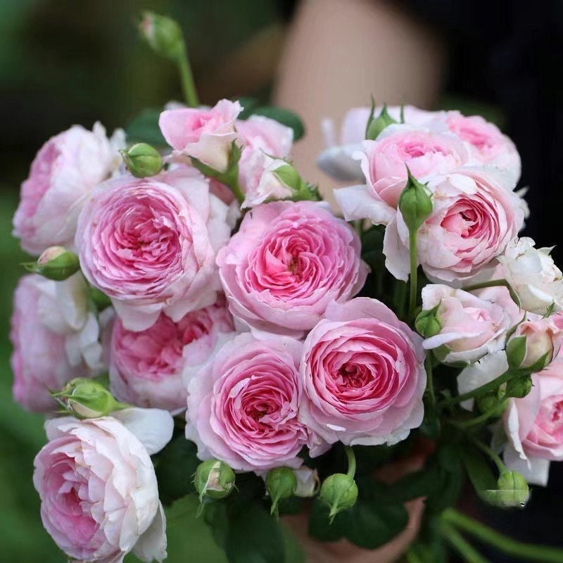 Rose ' Mon Coeur |モンクゥール | 我的心 – Kisaki Plant