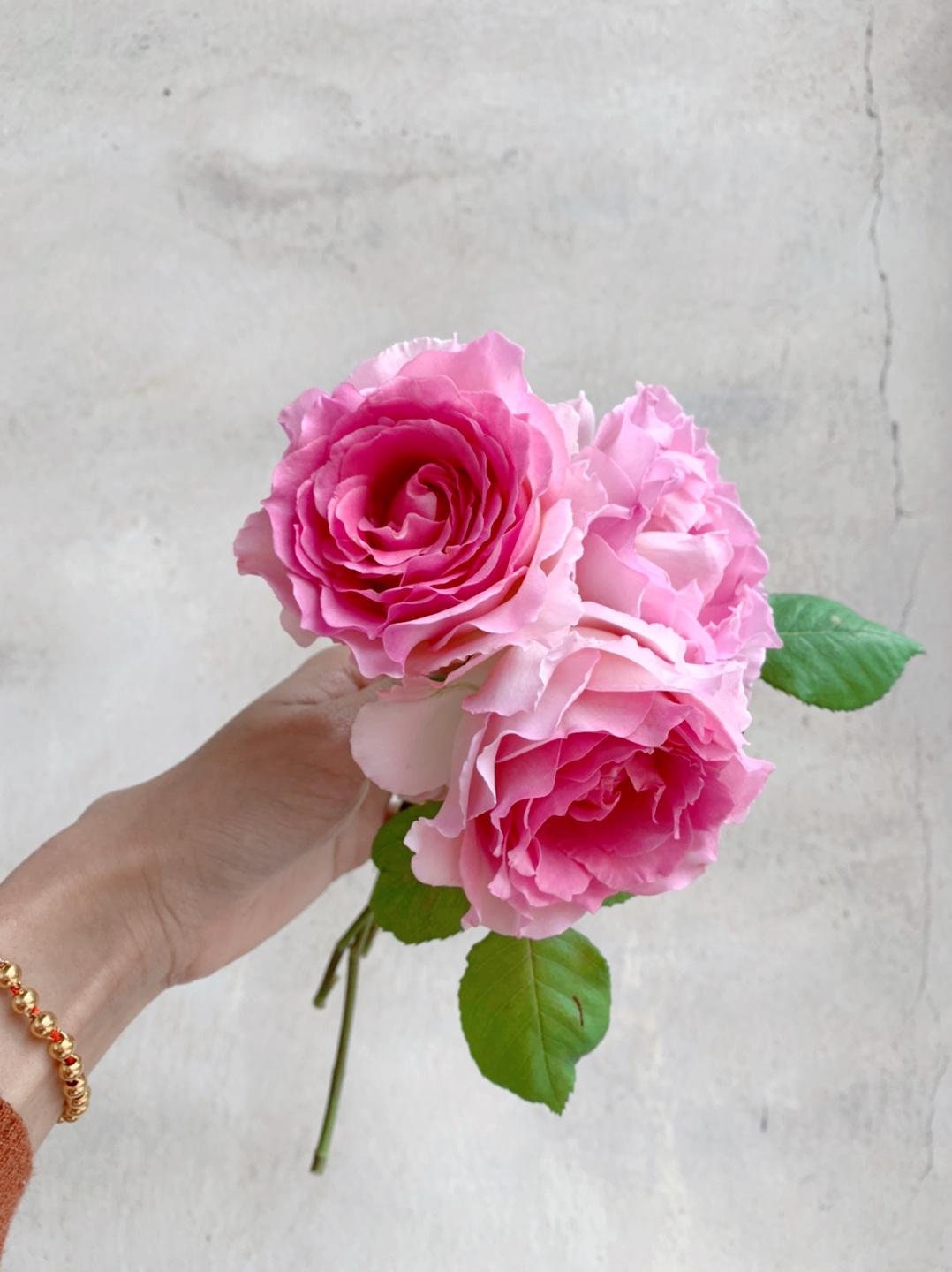 Climbing Rose ‘Silk Garment | Award-winning | 罗衣 ’