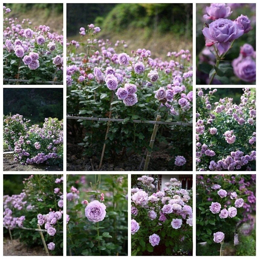 Rosa ‘ Novalis | 诺瓦利斯