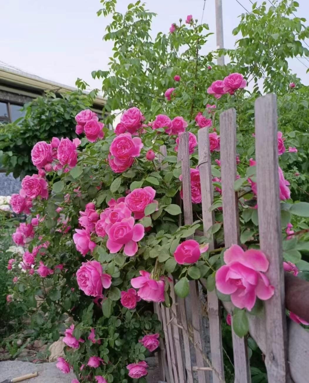 Climbing Rosa 2Gal “ Leonardo da Vinci”|MEIdeauri | 粉色达芬奇