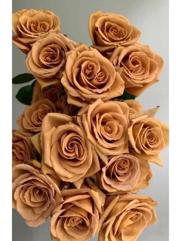 Rare Rosa ‘ Toffee |太妃糖 ’