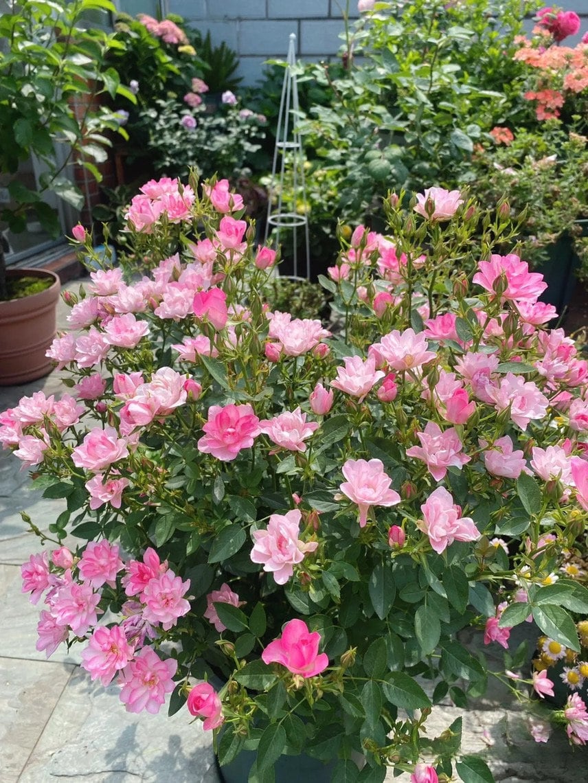 Mini Rose ’Astro Sky |アストロスカイ | 天荷繁星 ‘