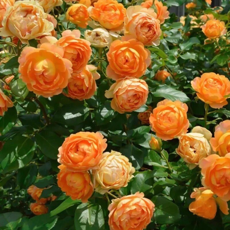 Climbing Rose ‘ Honey Carame | 蜂蜜焦糖 ’