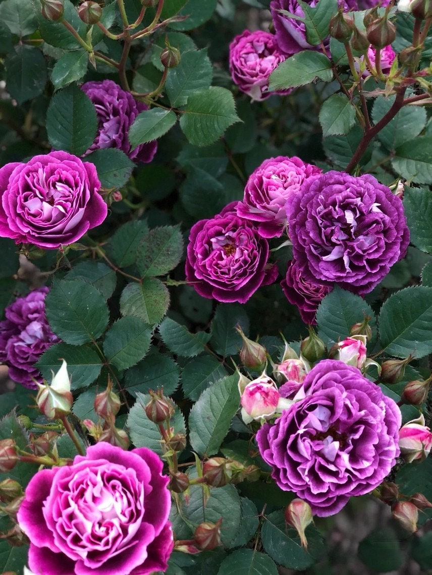 Rose ‘Huddersfield Choral Society |合唱团 ’ - Award Winning