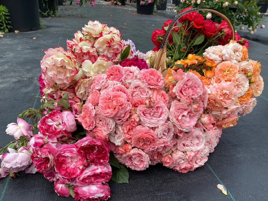 Shrub Rose 'Corail Gelee' | コラーユジュレ | 珊瑚果冻 - Awarded