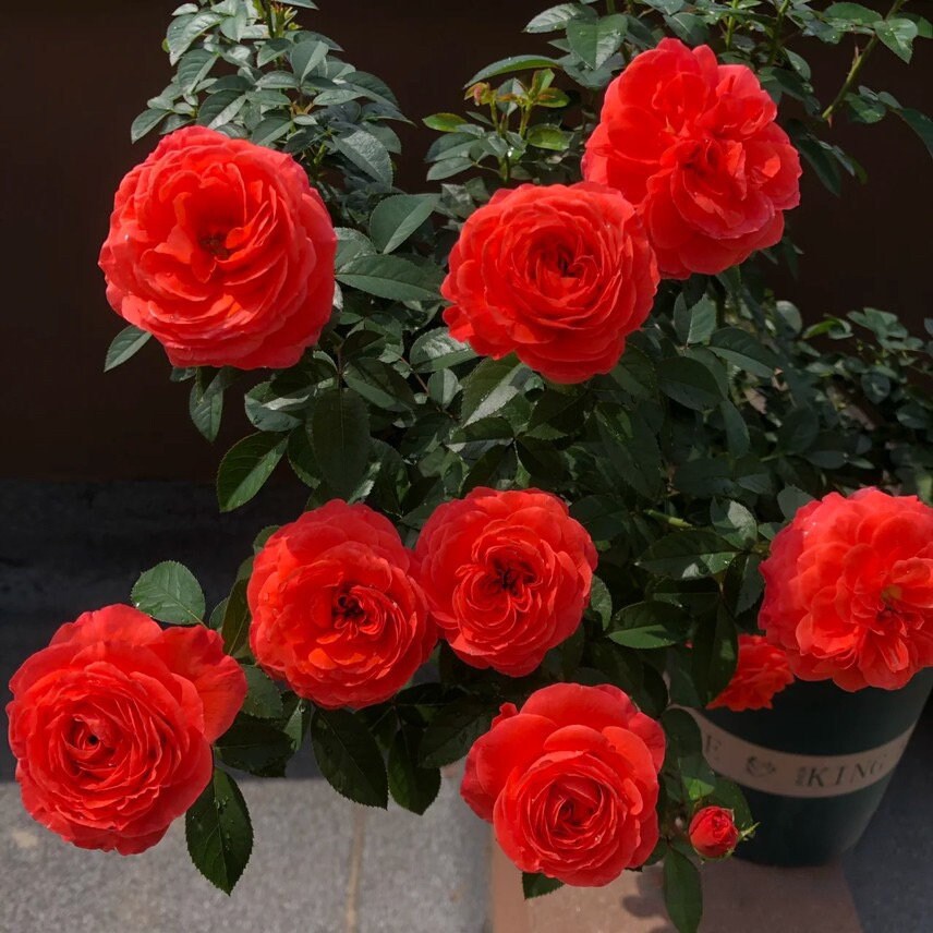 Rose 'Ignite Cherry | 点火樱桃 '