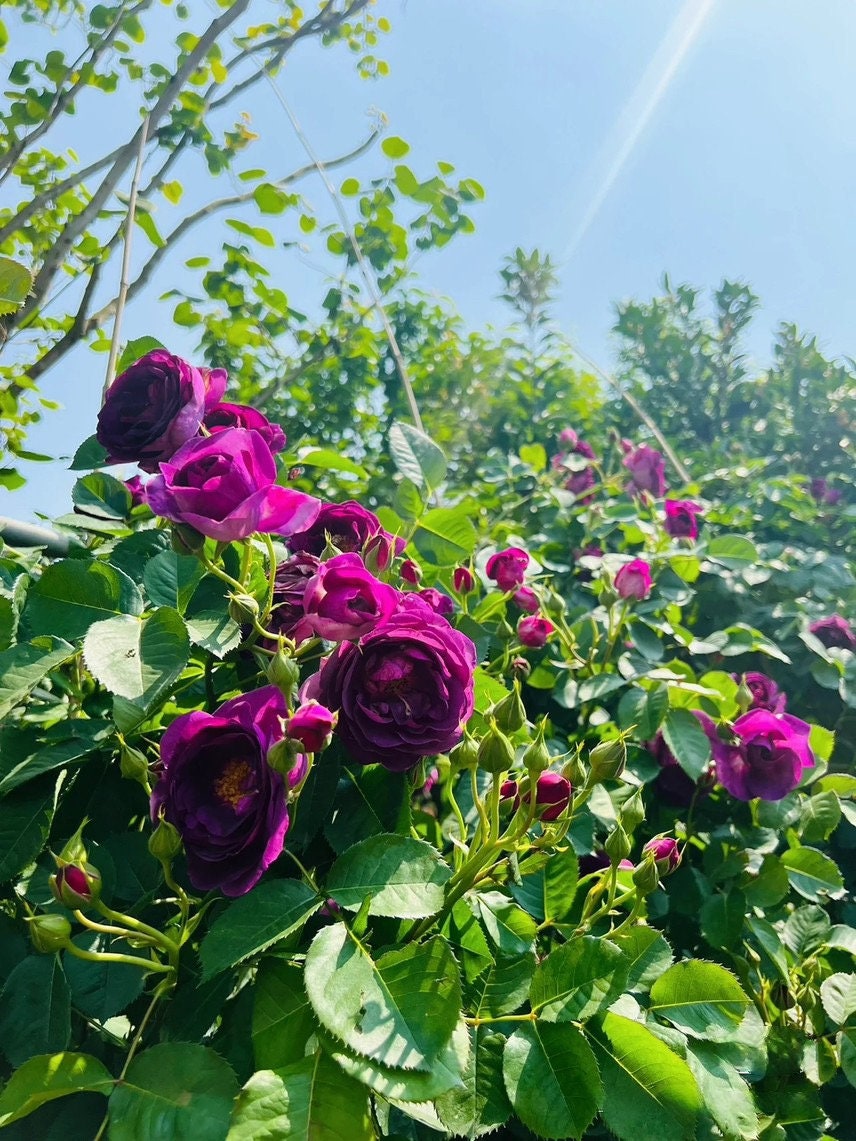 Rose ’Minievra |ミネルヴァ | 密涅瓦|比利时‘