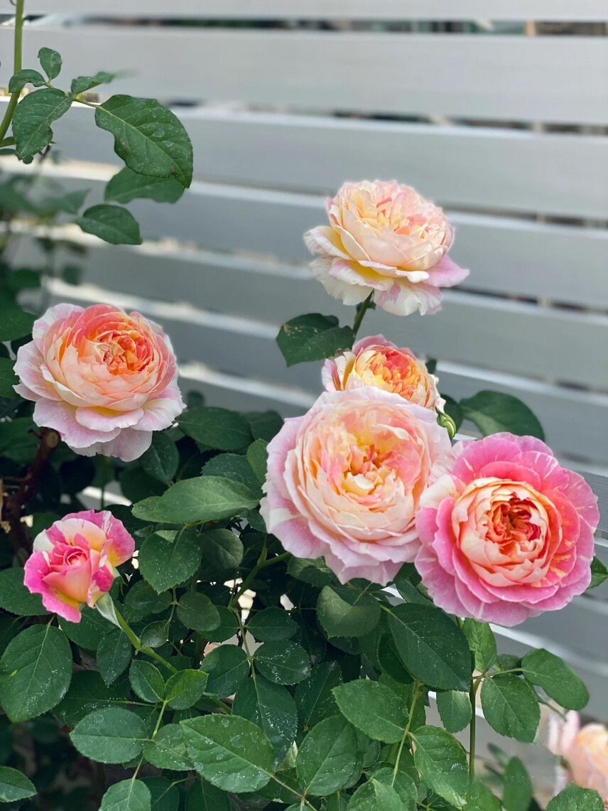 Shrub Rose ‘Claude Monet | モネ | 莫奈 ’