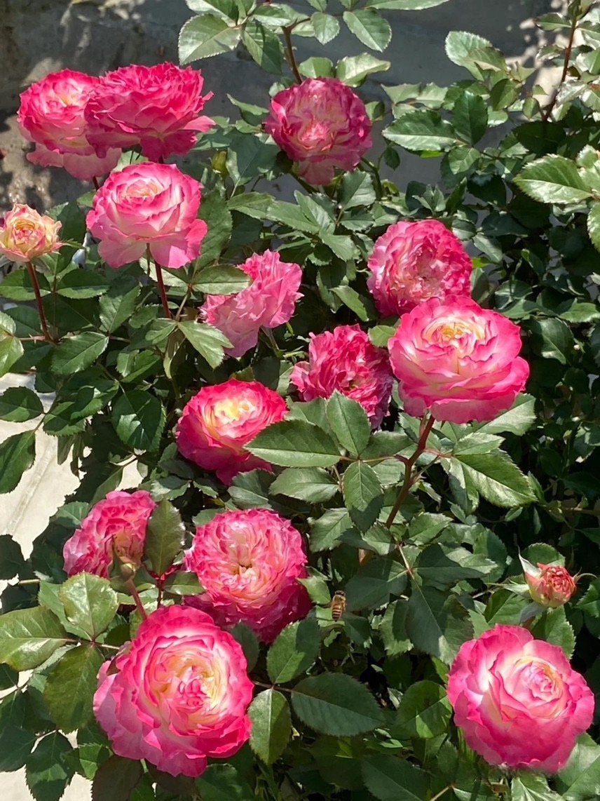 Rare Rose ‘First Blus | 初妆 ’ - Award winning