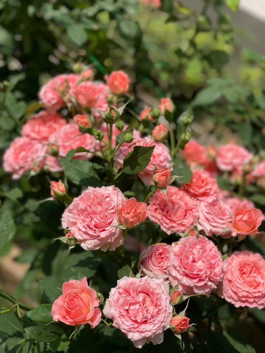 Shrub Rose 'Corail Gelee' | コラーユジュレ | 珊瑚果冻 - Awarded
