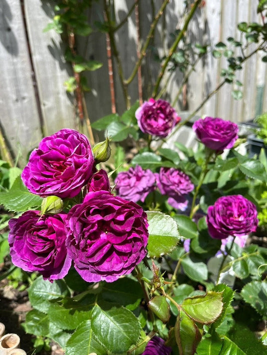 Rose ’Minievra |ミネルヴァ | 密涅瓦|比利时‘