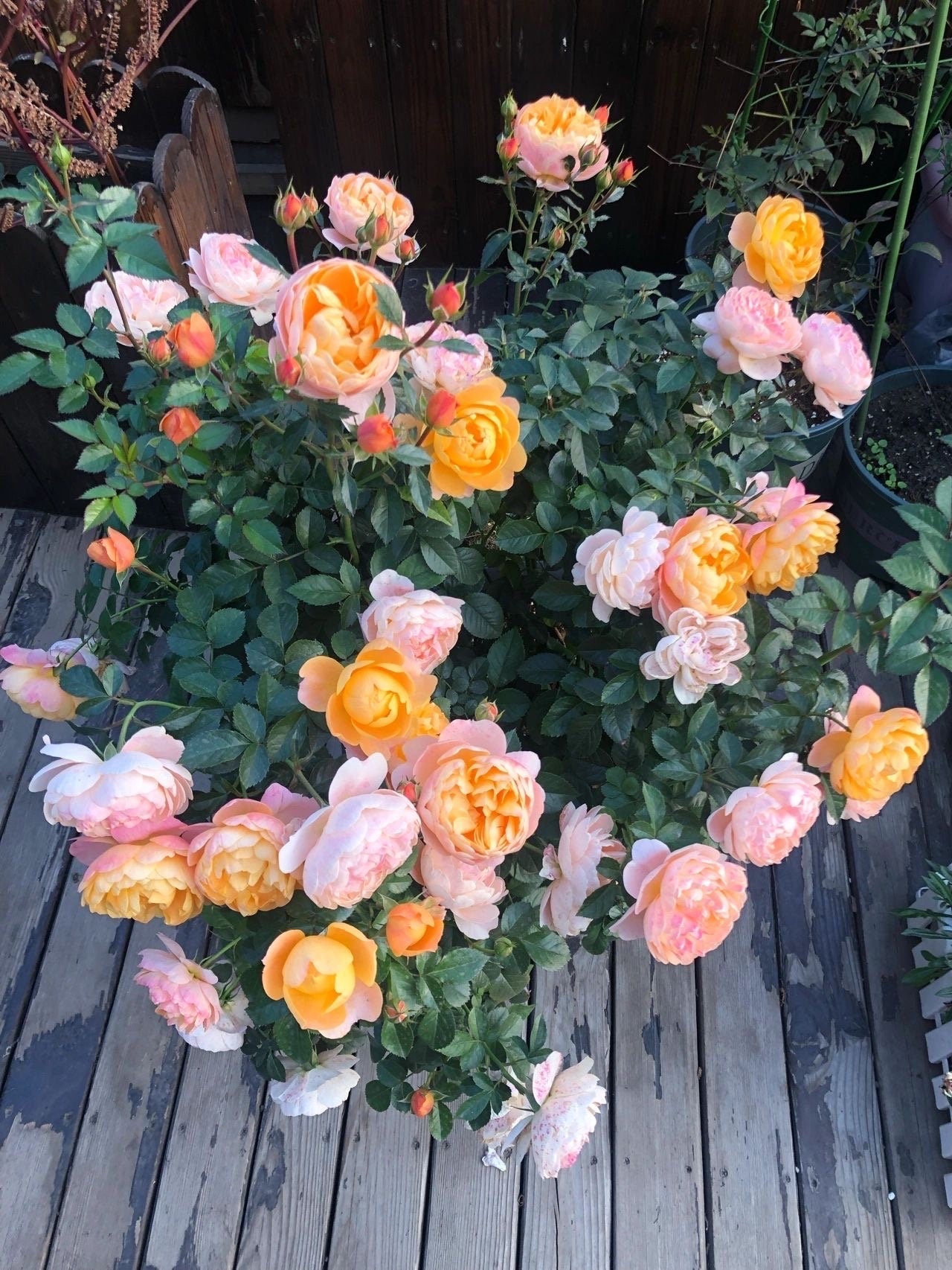 Rose ‘ Juicy Terrazza| ジューシーテラッツァ| 果汁阳台 ’