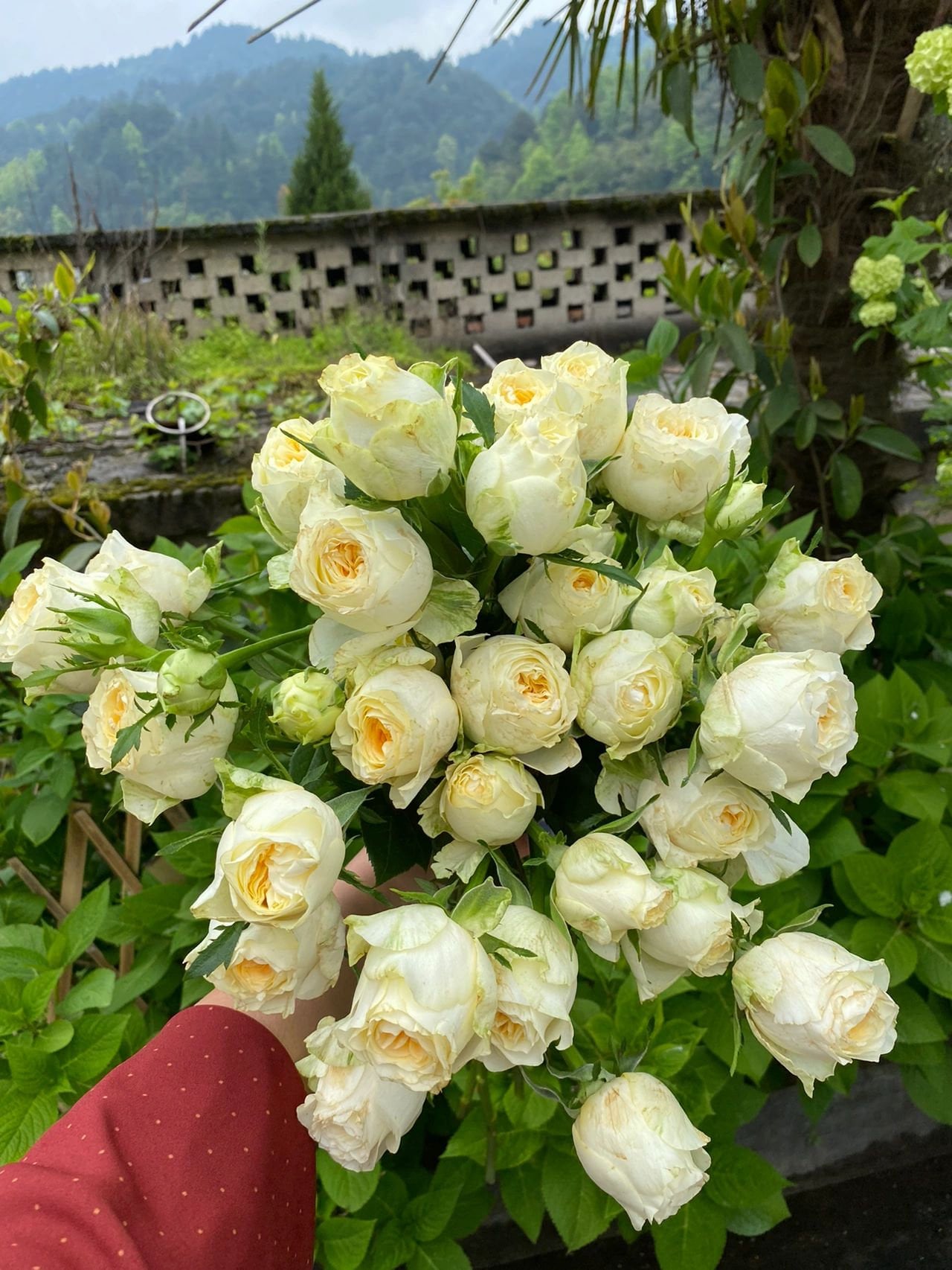 Rose ‘Butter Cup | 奶油杯 ’
