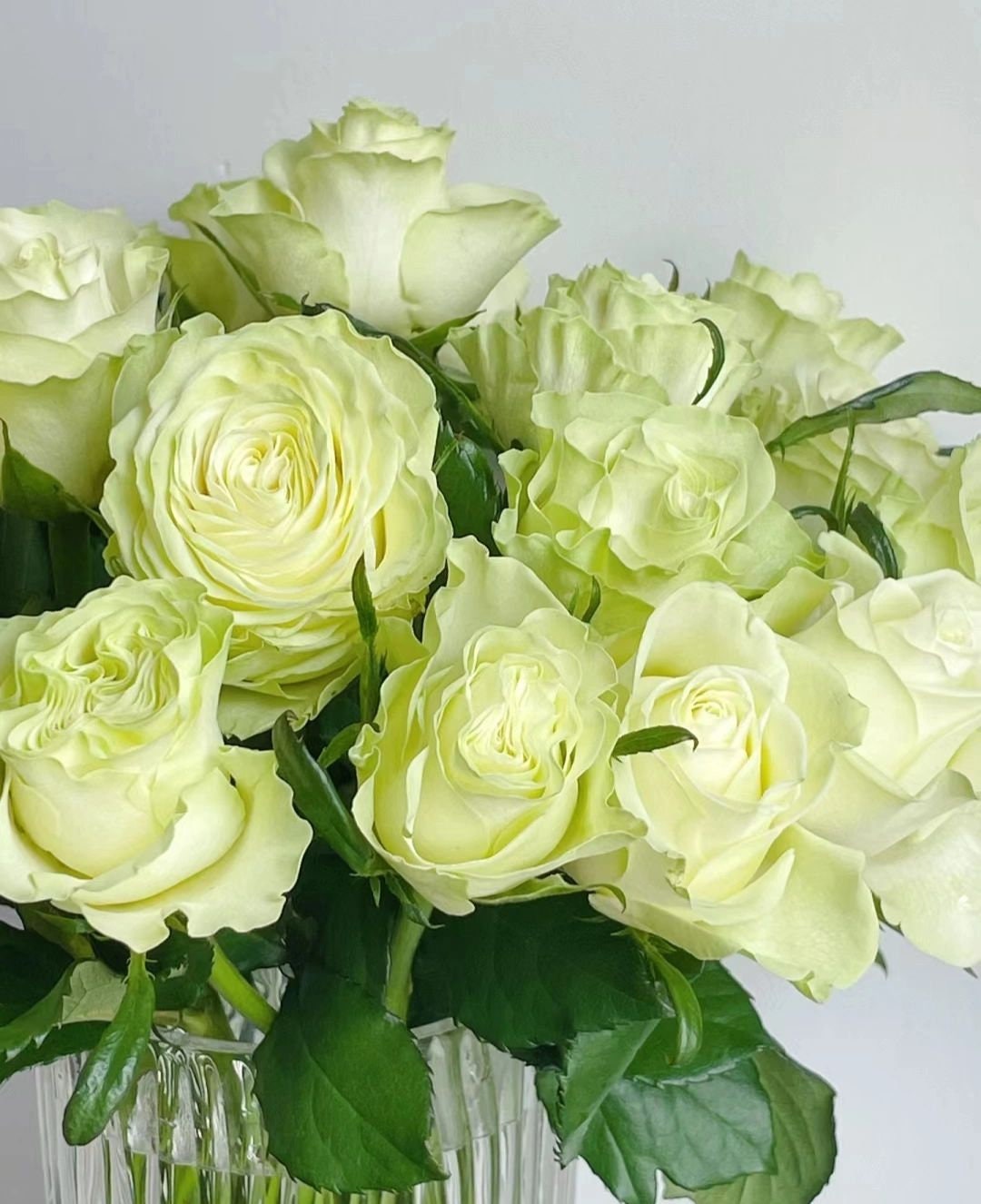 Rare Rose ’ Jutta |小乔 ‘