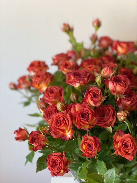 Rose ’ Chocolate Bubbles |チョコレートバブル | 巧克力泡泡