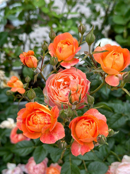 Rose ‘ Juice Splash Rose | 果汁飛沫のバラ | 果汁飞溅 ‘