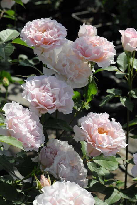 Rare Rose ‘ La Mariee| ラ・マリエ | 新婚 新娘 ’